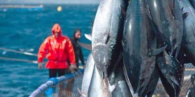 L’Algérie a pêché la totalité de son quota de thon rouge de 2017 (ministère)