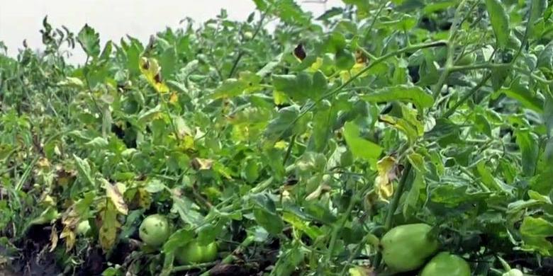 Maroc: Assurance agricole Partenariat entre Mamda-Nirsal