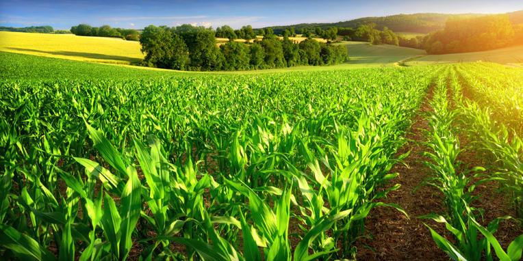 Tunisie: Réunion conjointe entre les ministres des Domaines de l’Etat et de l’Agriculture Les domaines agricoles de l’Etat sous la loupe