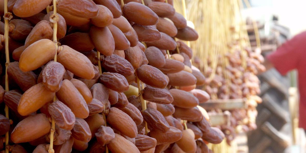 Algérie : Foire internationale de la datte de Biskra Avec 14% de parts de marché, l’Algérie exporte à peine 3% de sa production