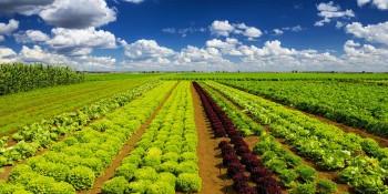 Agriculture : La recherche scientifique pour améliorer la productivité agricole