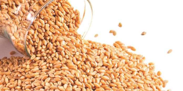 Algeria remained leading in French wheat exports outside EU