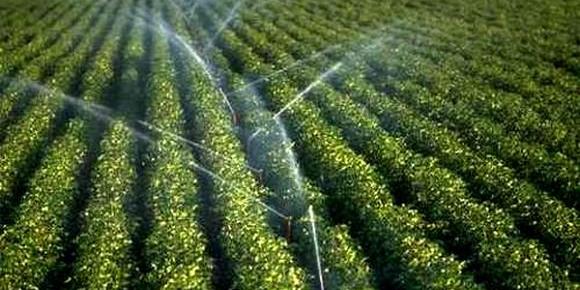 Potato: Danish experts visit irrigated perimeter in El-Asnam plateau