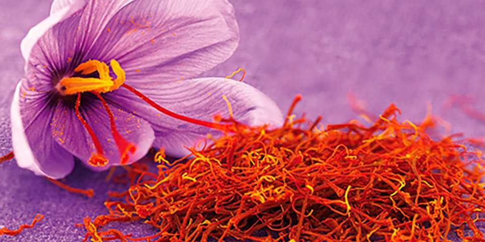 Algérie: Création de l’association nationale des producteurs de safran: Appelé «or rouge», son prix au kilo peut atteindre les 450 millions de centimes