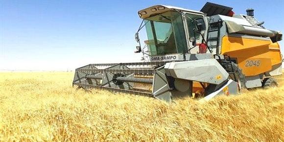 Algérie: Près de trois millions de quintaux de céréales récoltés à Tlemcen