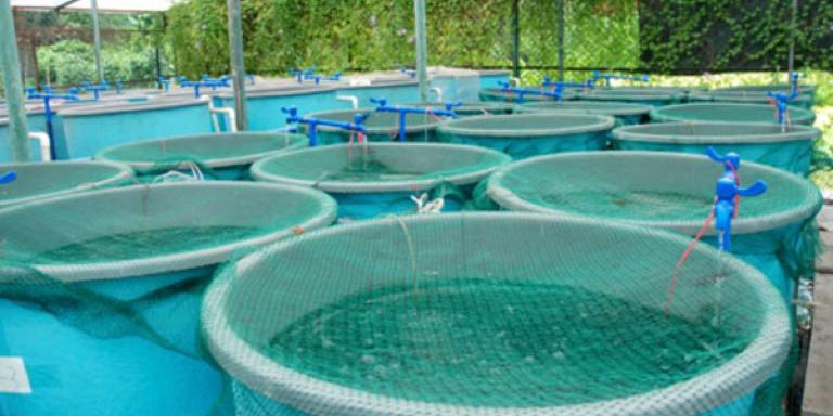 Algérie: Aquaculture, une dynamique qui attire les investisseurs