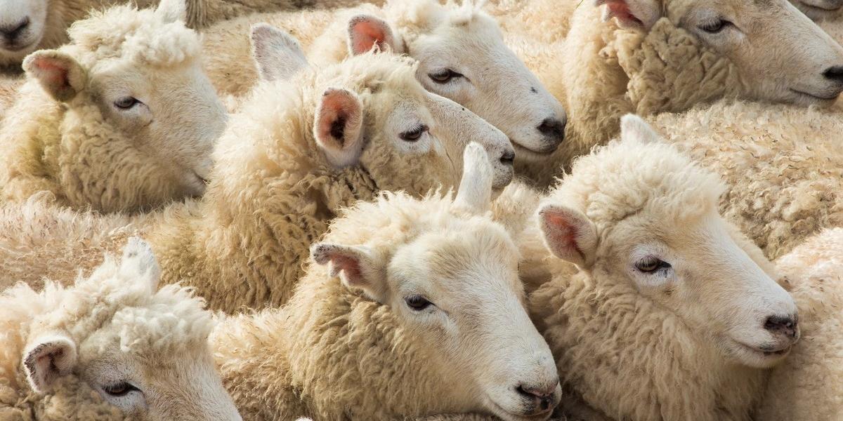 Tunisie – Agriculture : baisse du cheptel de 20 à 25%