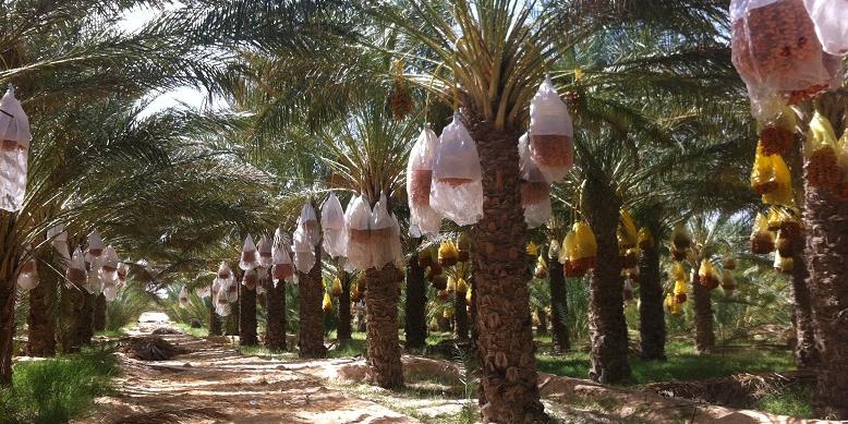 Tunisie : chiffre record pour les exportations de dattes bio