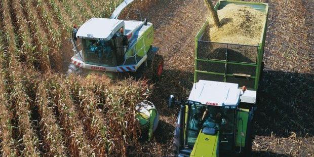 Algérie-Maïsiculture : Perspectives prometteuses dans la wilaya d’Adrar