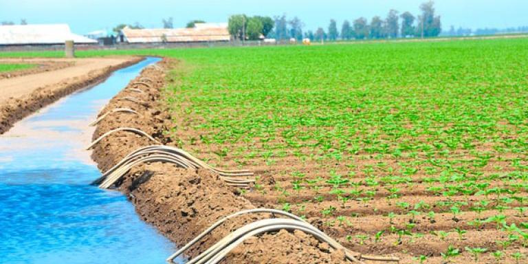 Agriculture: Algerian, Qatari operators meet to look into cooperation opportunities