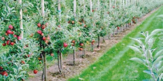 Algérie-Mostaganem.. Croissance de la production agricole de 9,6% en 2018
