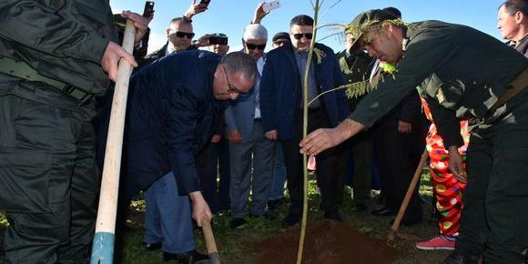 ALGIERS-National reforestation programme: nearly 2 million shrubs planted nationwide
