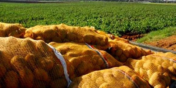 ALGIERS-Potato production: Adopting studied technical mechanisms likely to cope with surplus