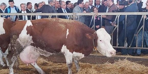 الجزائر:وزير الفلاحة يعلن عن إنشاء أول مشتلة لإنتاج الأبقار الحلوب بولاية غليزان
