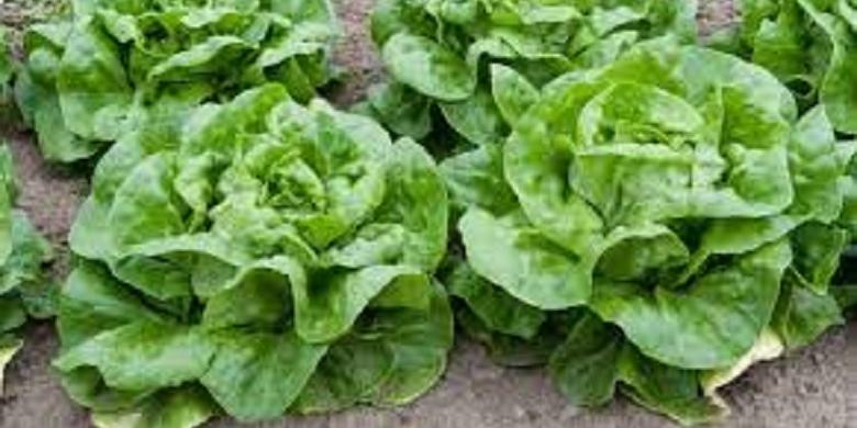 Fès : Le Veg’Fest Maroc se tient en ligne