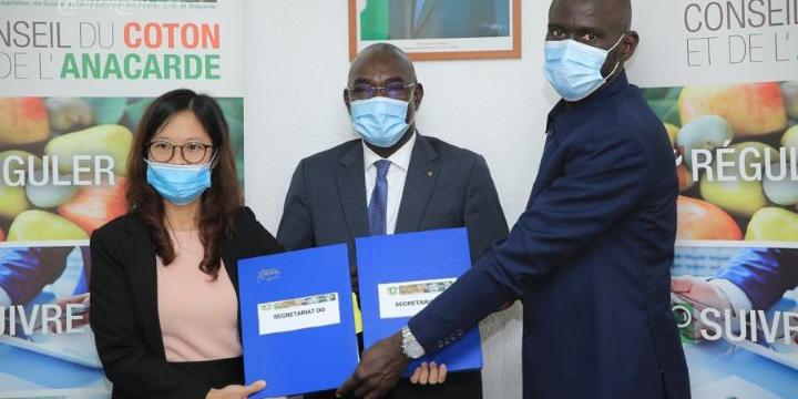Cote d'ivoire:Promotion de l’anacarde, un partenariat stratégique de vente-achat de 150 000 tonnes de noix brute de cajou signé