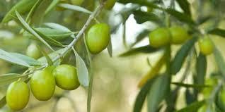 Maroc: 800 ha d'oliviers à planter en 2021
