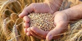 Maroc: la production céréalière définitive estimée à 32 millions de quintaux