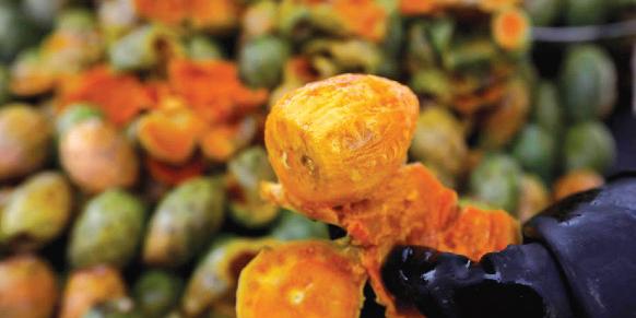 Maroc: Figues de barbarie Dellahia, vertus insoupçonnées