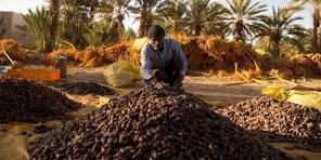 Maroc: Le palmier dattier, une filière aux perspectives prometteuses