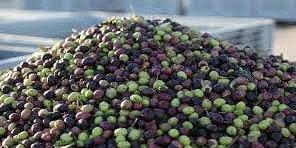 Maroc: Hausse de 16% de la production d' olives à Sefrou