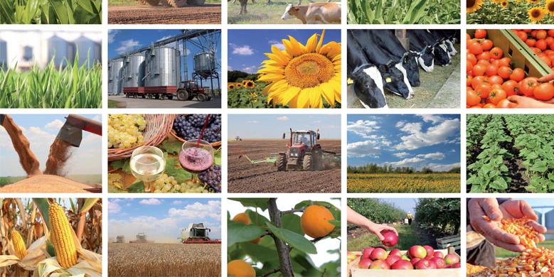 Maroc: L'agriculture marocaine fait preuve de résilience et d'agilité