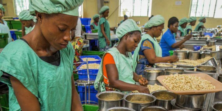 Côte d’Ivoire:Bolloré Transport & Logistics, acteur de développement de la filière cajou en Côte d’Ivoire