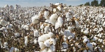 Côte d’Ivoire:Nouveau record de la production de coton en Côte d’Ivoire en 2020/21