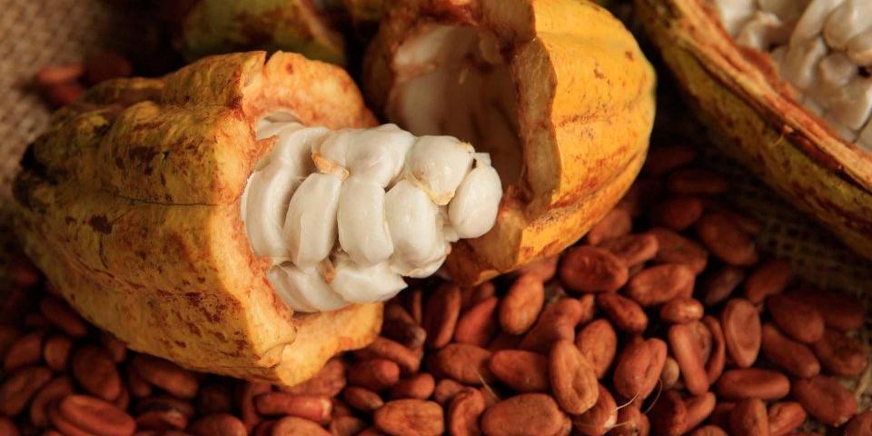 Nigeria : les expéditions de cacao butent sur les nouvelles exigences administratives de la Banque centrale