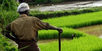 Sénégal:Forte hausse des exportations de riz d'Inde vers le Bénin et le Sénégal
