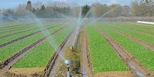 Maroc: 3,6 millions m3 d'eau consacrés aux agrumiculteurs