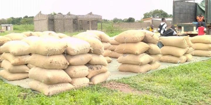 Côte d'Ivoire:Anacarde ,l’or gris de l’économie ivoirienne