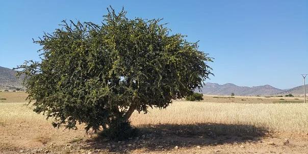 Maroc : Plantation de 2.205 ha d’arganiers dans le cadre du projet Dared