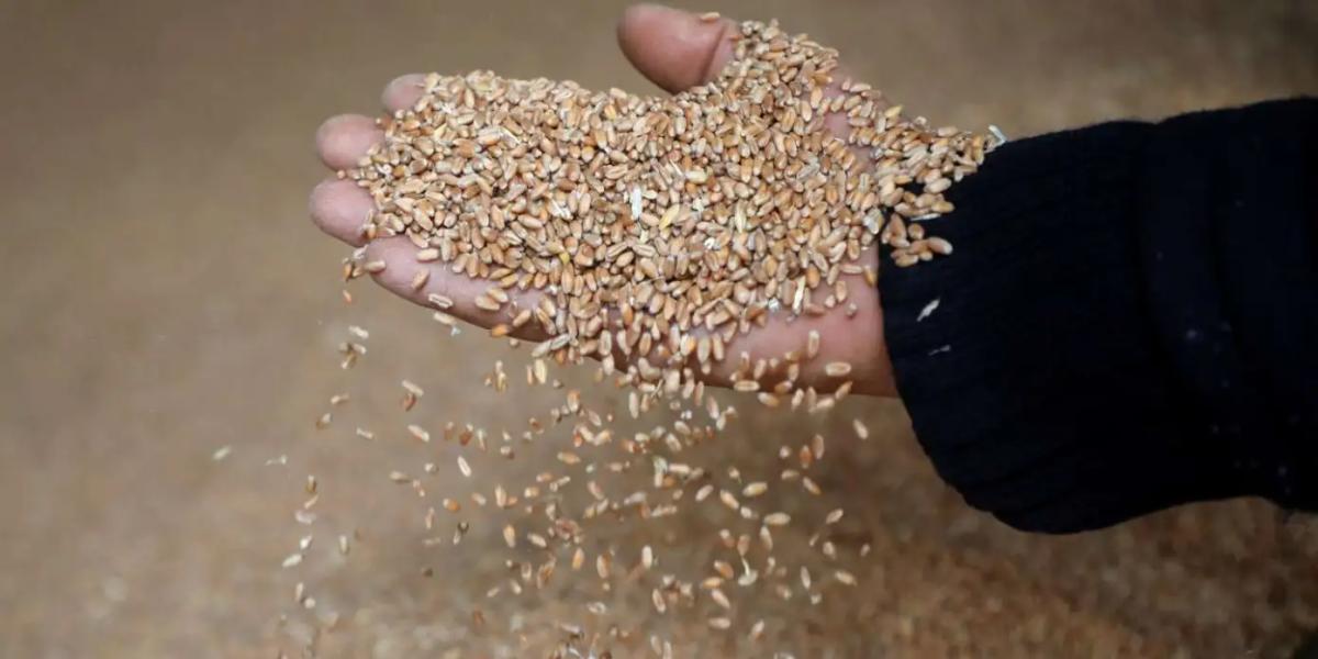 Algérie: Henni prévoit une récolte record en matière de céréales