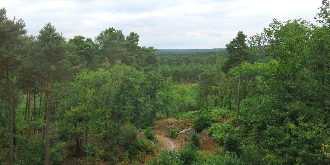 Algérie: La loi portant régime général des forêts bientôt sur la table du gouvernement