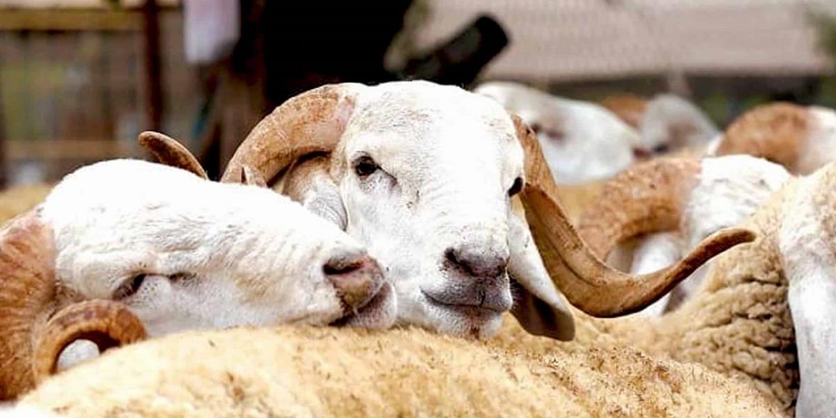 Maroc : Aid Al Adha : Prix de vente moyens des animaux