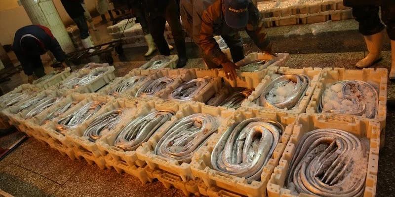 MAROC - Pêche : le Royaume a triplé la valeur de ses exportations maritimes