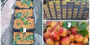 ALGERIE ,1er producteur d’abricots en Afrique et 4ᵉ mondial, l’Algérie affichera-t-elle des prix réduits ?